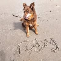 Toby Joe